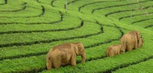 Image source: munnar.holidays